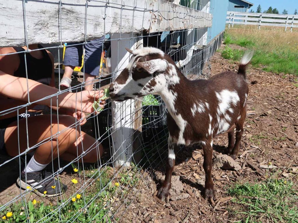 feeding animal