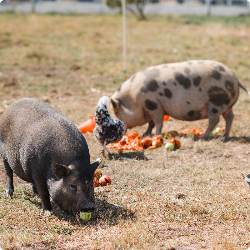 pigs