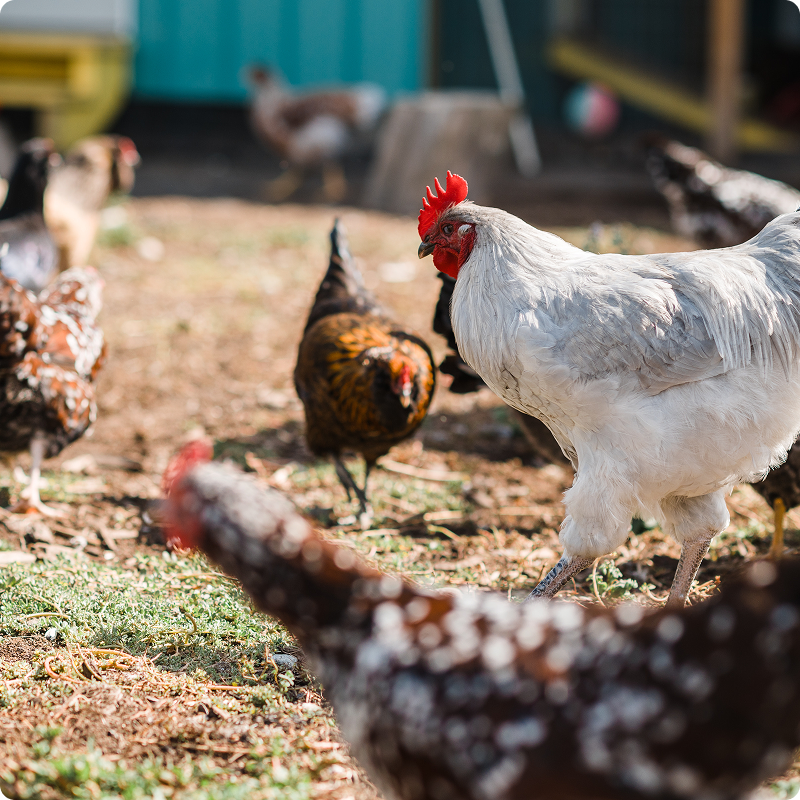chickens