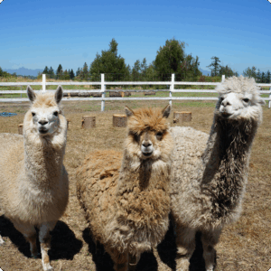 alpaca