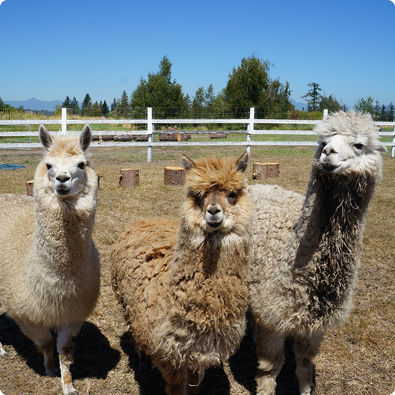alpaca