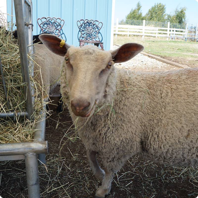 sheep