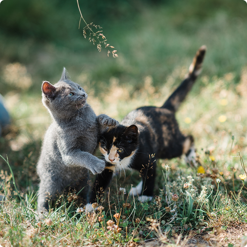 kittens