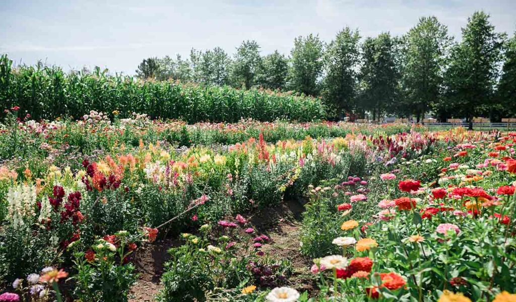 flower beds