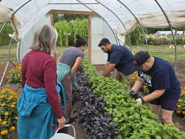 basil harvesting