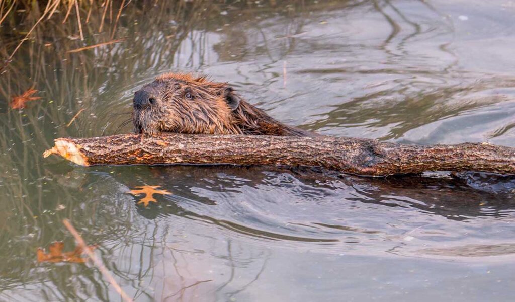 beaver