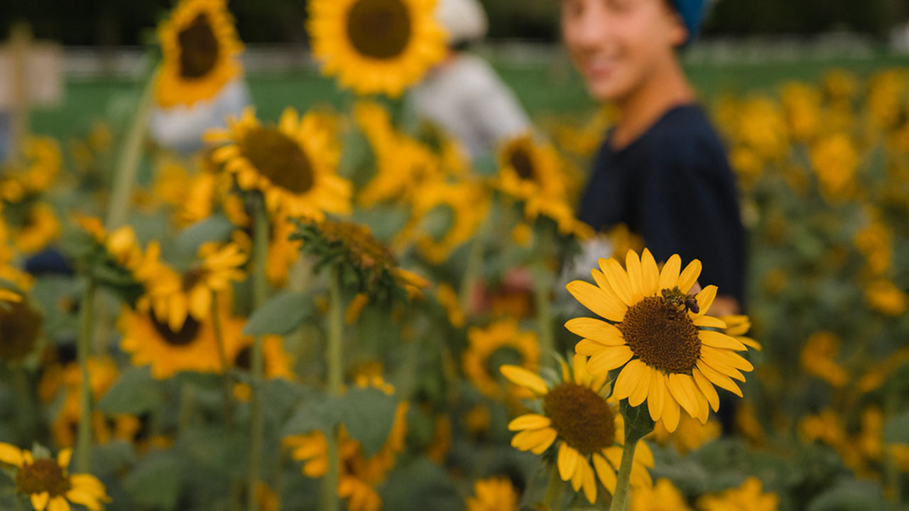 sunflowers with bees, boy smiling at the background
