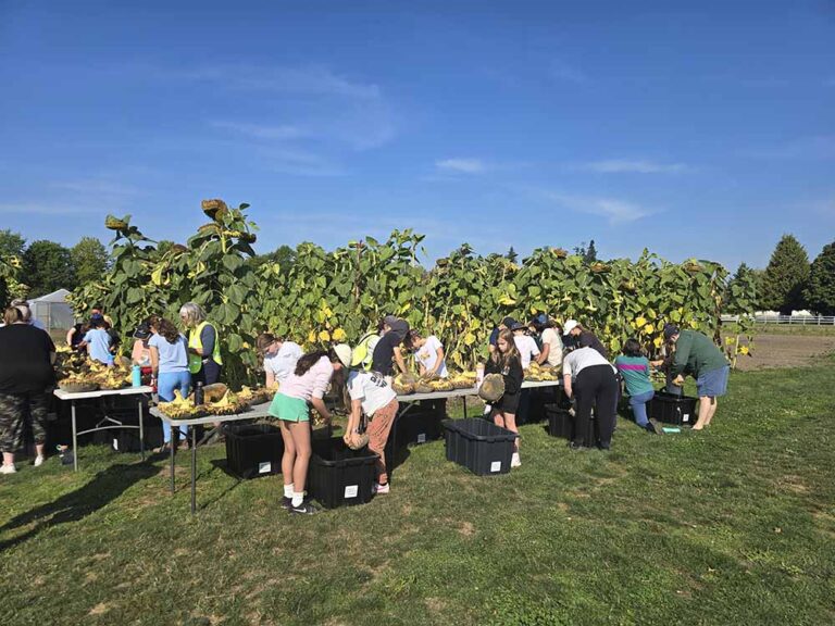 sunflower seed saving