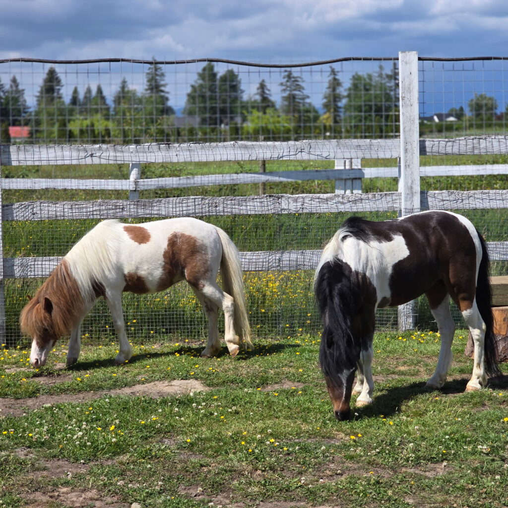 miniature horse